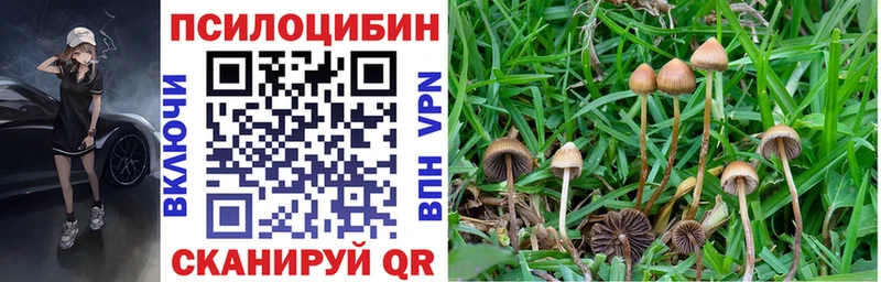 Галлюциногенные грибы Psilocybine cubensis Сковородино